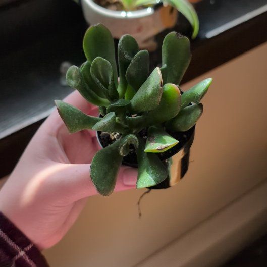 Photo of the plant species Ogre's Ears Jade by @EmbersGarden named Shrek on Greg, the plant care app