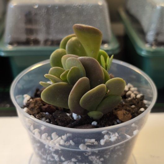 Photo of the plant species Variegated Trailing Jade by @SageSorceress named Esma (Esmatmugsit) on Greg, the plant care app