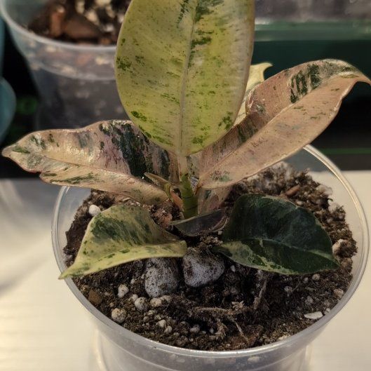 Photo of the plant species Ficus Shivereana Moonshine by @SageSorceress named Ri on Greg, the plant care app