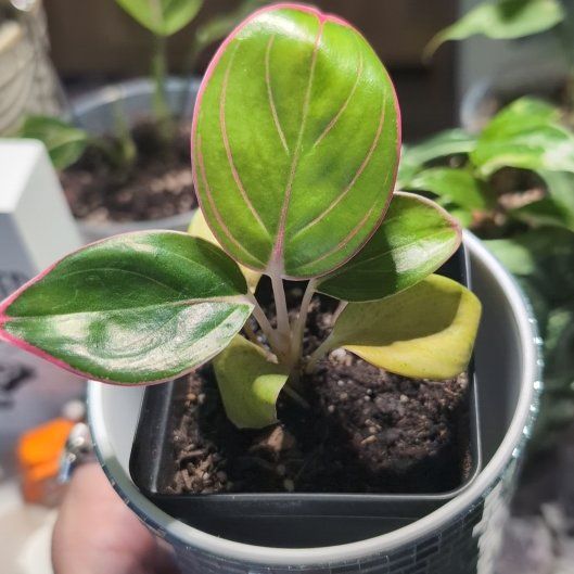 Photo of the plant species Red lipstick by @SageSorceress named Princess Mombi RIP on Greg, the plant care app
