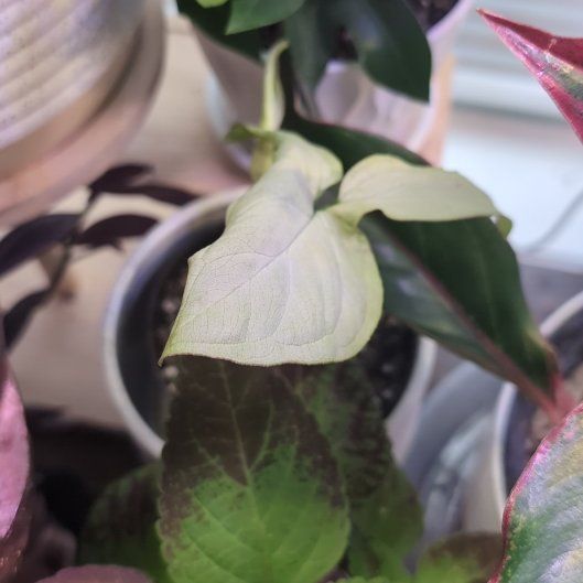 Photo of the plant species Syngonium 'Pink Salmon' by @SageSorceress named Plamu on Greg, the plant care app