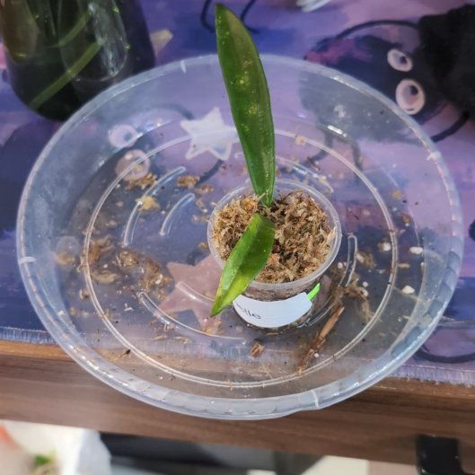 Photo of the plant species Hoya Minibelle by @SageSorceress named Belle on Greg, the plant care app