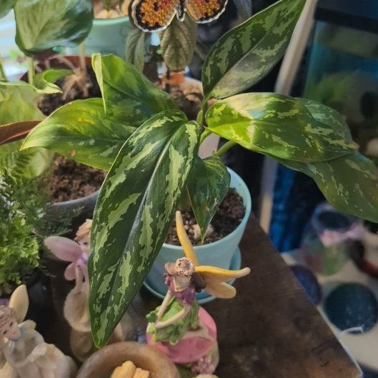 Photo of the plant species Aglaonema 'Maria' by @SageSorceress named Matilda on Greg, the plant care app