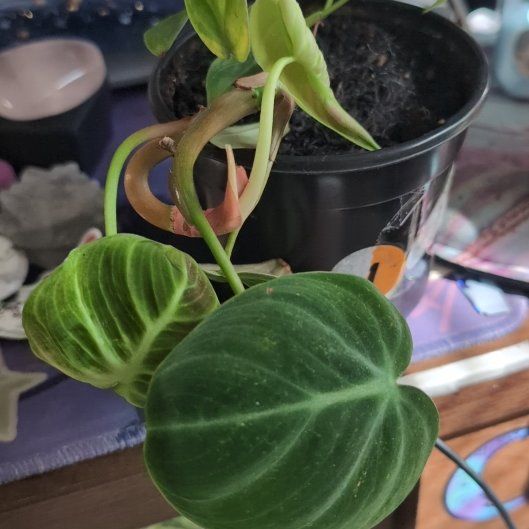 Photo of the plant species Philodendron 'El Choco' by @SageSorceress named Korben RIP on Greg, the plant care app