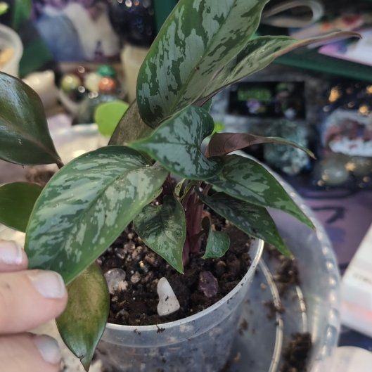 Photo of the plant species homalomena purple sword by @SageSorceress named Harper RIP on Greg, the plant care app