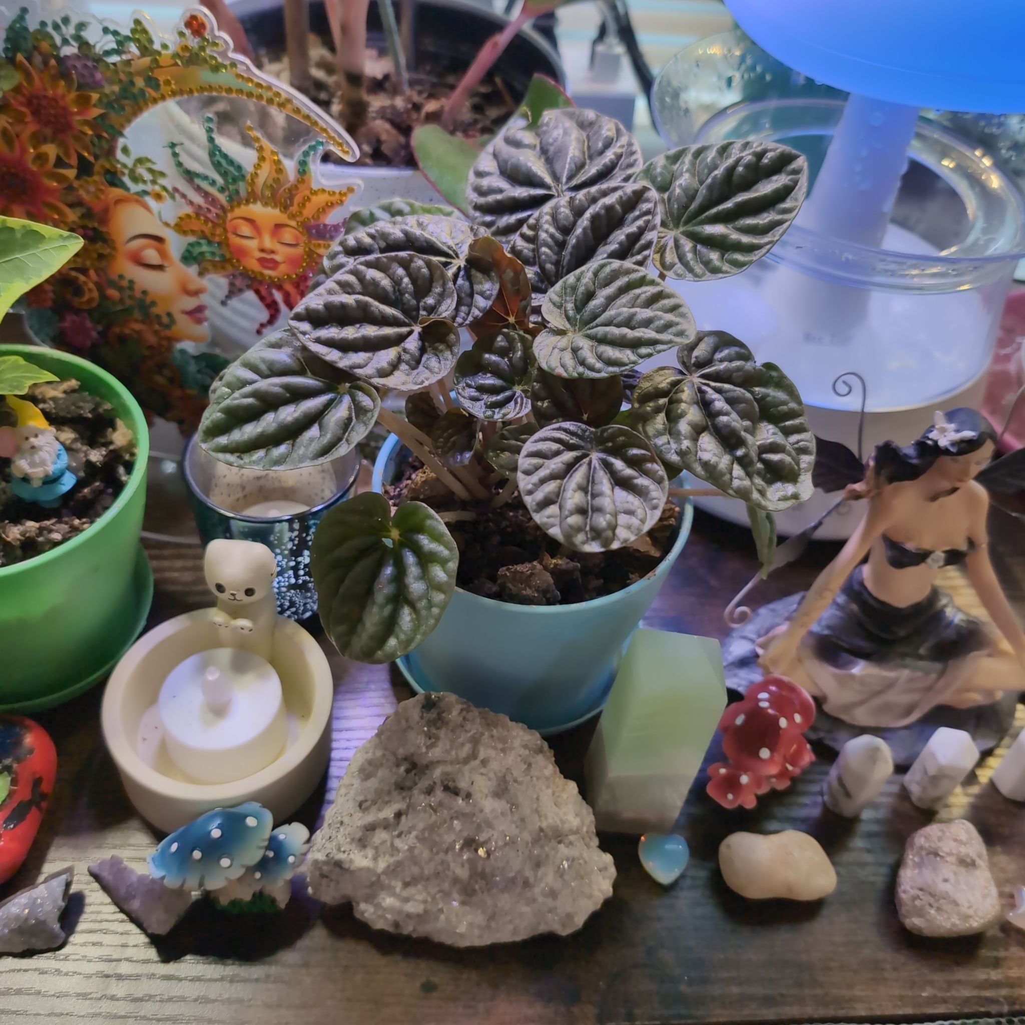 Photo of the plant species Silver Ripple Peperomia by @SageSorceress named Lara on Greg, the plant care app