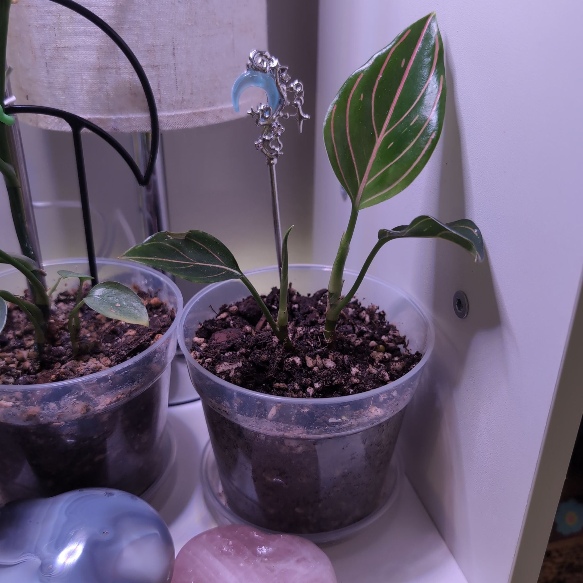 Photo of the plant species Aglaonema commutatum 'Red Vein' by @SageSorceress named Lucienne on Greg, the plant care app