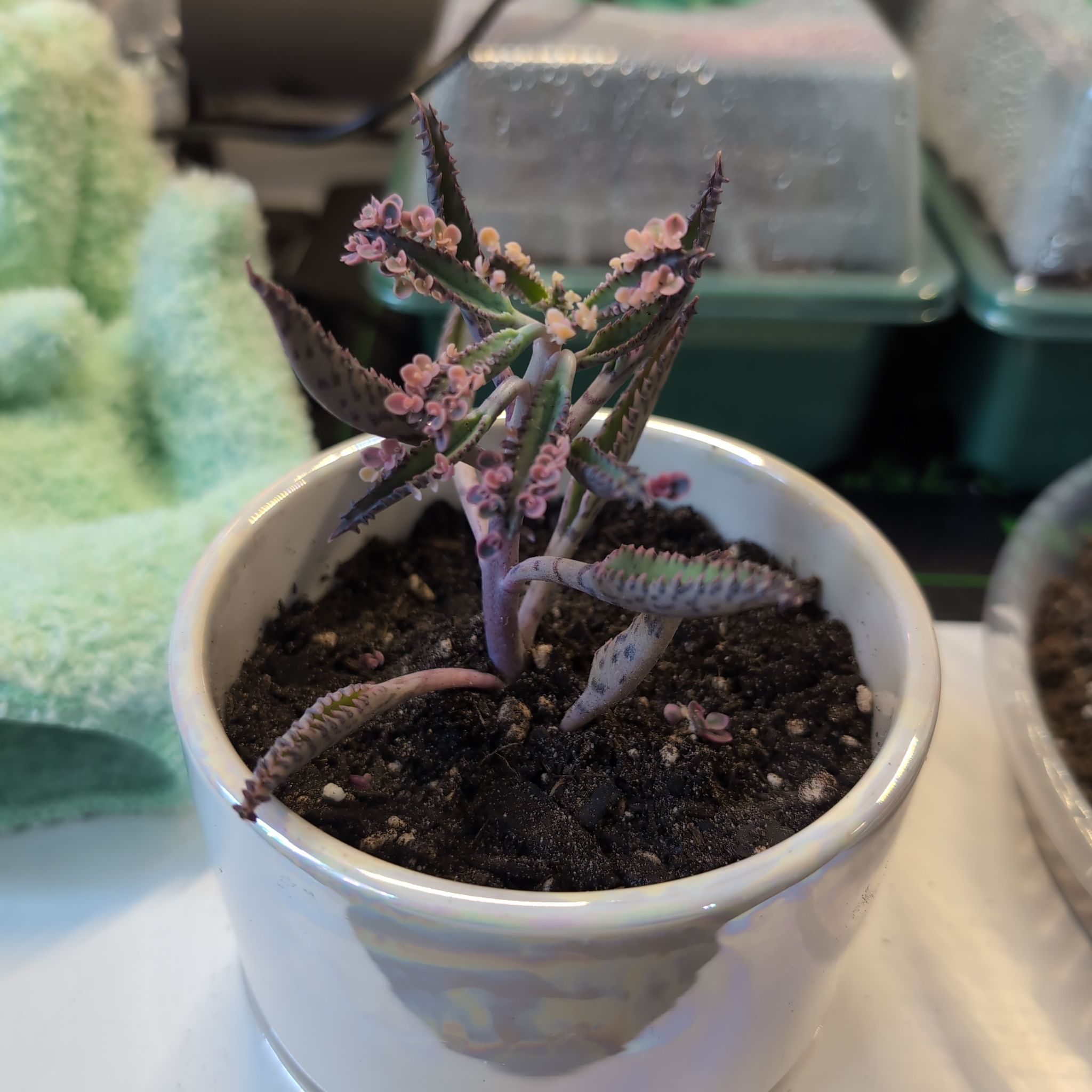 Photo of the plant species Kalanchoe 'Pink Butterflies' by @SageSorceress named Rosa on Greg, the plant care app