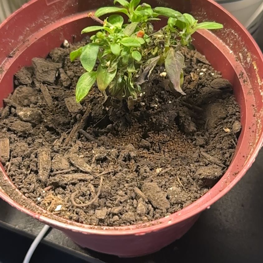 Photo of the plant species Candy Corn Vine by @HumaneSalsa18 named Emerson on Greg, the plant care app