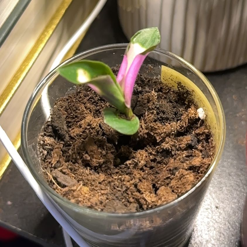 Photo of the plant species Tradescantia Blushing Bride by @HumaneSalsa18 named Delilah on Greg, the plant care app