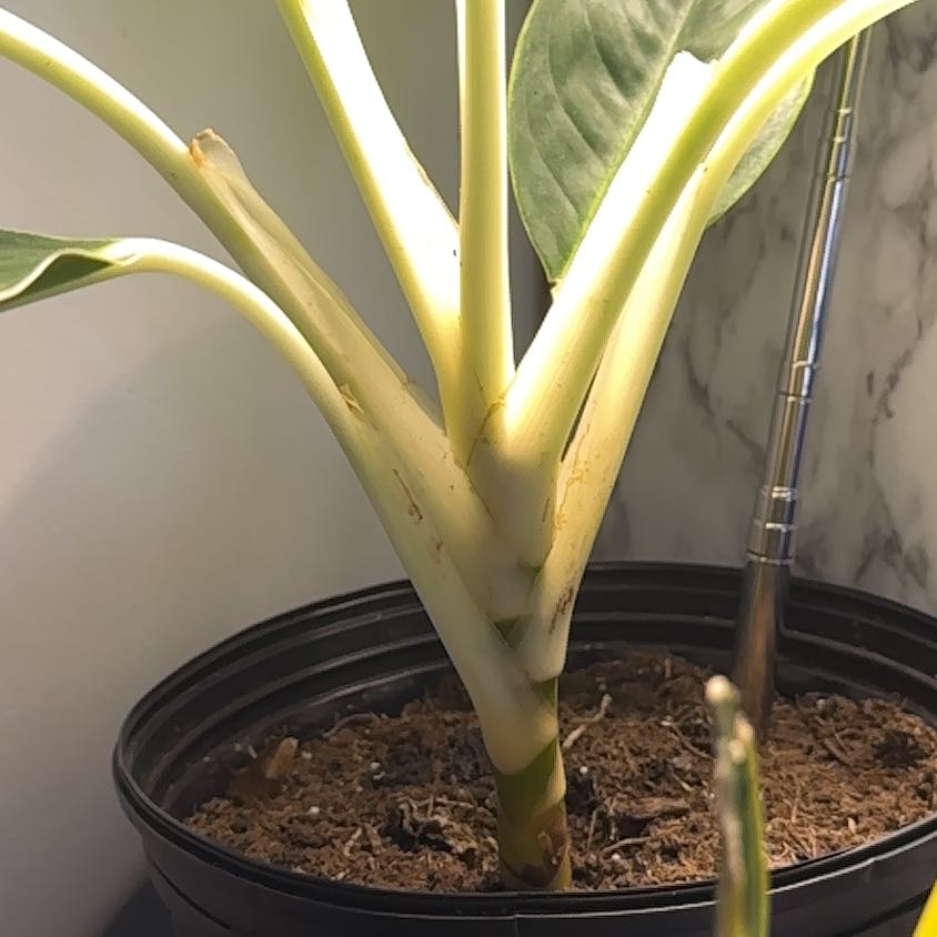 Photo of the plant species Chinese Evergreen by @HumaneSalsa18 named Fernie Mac on Greg, the plant care app