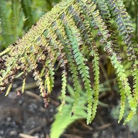 Photo of the plant species Thelypteris Kunthii by @SwellBladderpod named Coco on Greg, the plant care app