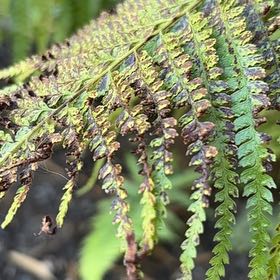 Photo of the plant species Lace Fern by @SwellBladderpod named Aria on Greg, the plant care app