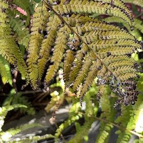 Photo of the plant species Lace Fern by @SwellBladderpod named Marilyn on Greg, the plant care app