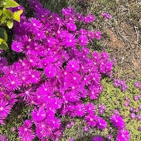 Photo of the plant species Showy Dewflower by @SwellBladderpod named McKinley on Greg, the plant care app