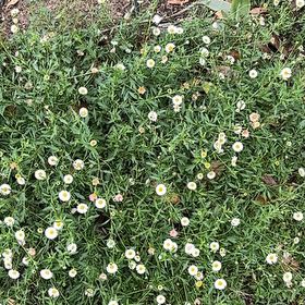 Photo of the plant species Latin American Fleabane by @SwellBladderpod named Elle on Greg, the plant care app