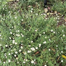 Photo of the plant species Latin American Fleabane by @SwellBladderpod named Orwell on Greg, the plant care app