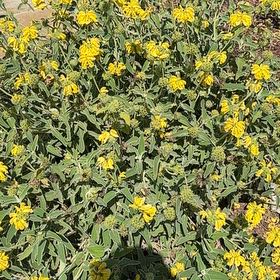 Photo of the plant species Jerusalem Sage by @SwellBladderpod named Sonora on Greg, the plant care app