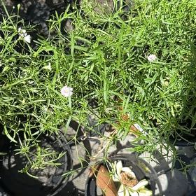 Photo of the plant species Russian Vine by @SwellBladderpod named Achilles on Greg, the plant care app