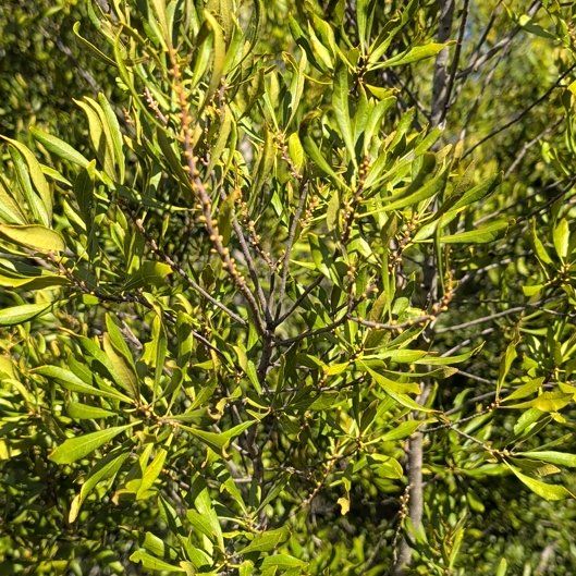 Photo of the plant species Morella Cerifera by @BaytownBert named Pax on Greg, the plant care app