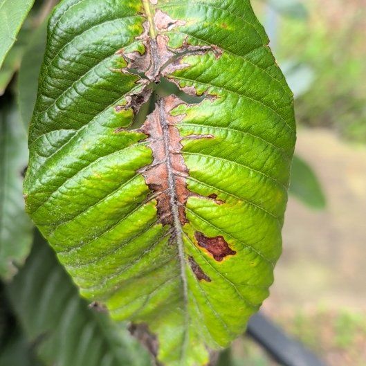 Photo of the plant species Japanese Medlar by @BaytownBert named Athena on Greg, the plant care app