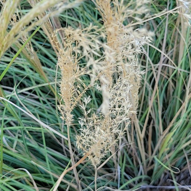 Photo of the plant species Maiden Grass by @RealFrogbit68 named Bieber on Greg, the plant care app