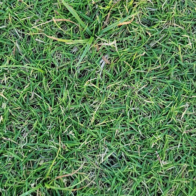 Photo of the plant species Smooth Meadowgrass by @RealFrogbit68 named Gates on Greg, the plant care app