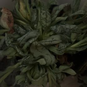 Photo of the plant species Lungwort by @CoolIvorytowers named Bieber on Greg, the plant care app