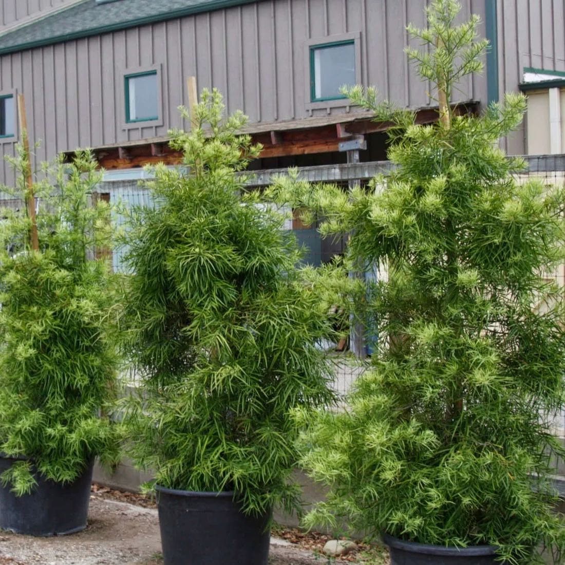 Photo of the plant species East african yellowwood by @FineJavafern83 named Planty on Greg, the plant care app