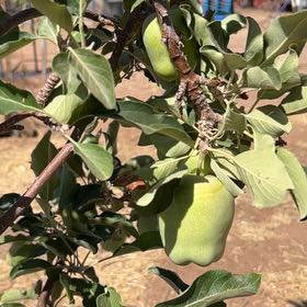 Photo of the plant species Granny Smith by @ZestfulWorm named Mollie on Greg, the plant care app