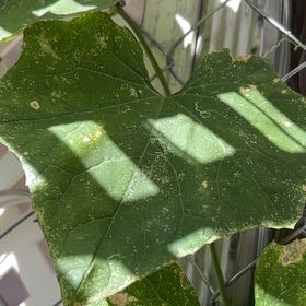 Photo of the plant species Ivy Gourd by @ZestfulWorm named Foxxy on Greg, the plant care app