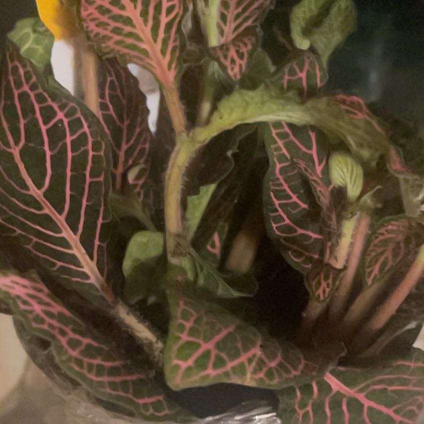 Photo of the plant species Pink Fittonia by @GoldCorkoak7 named Anne on Greg, the plant care app