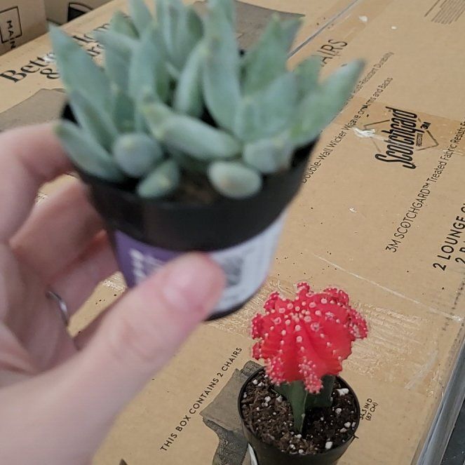 Photo of the plant species Moonsilver Succulent by @ZestySpoonyucca named Coco on Greg, the plant care app