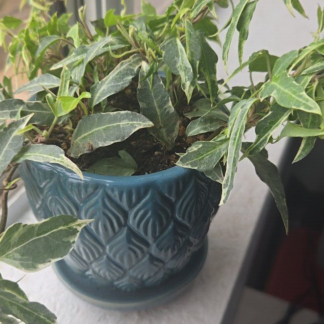 Photo of the plant species Little Hermann Ivy by @PetMedeola10 named Herman on Greg, the plant care app