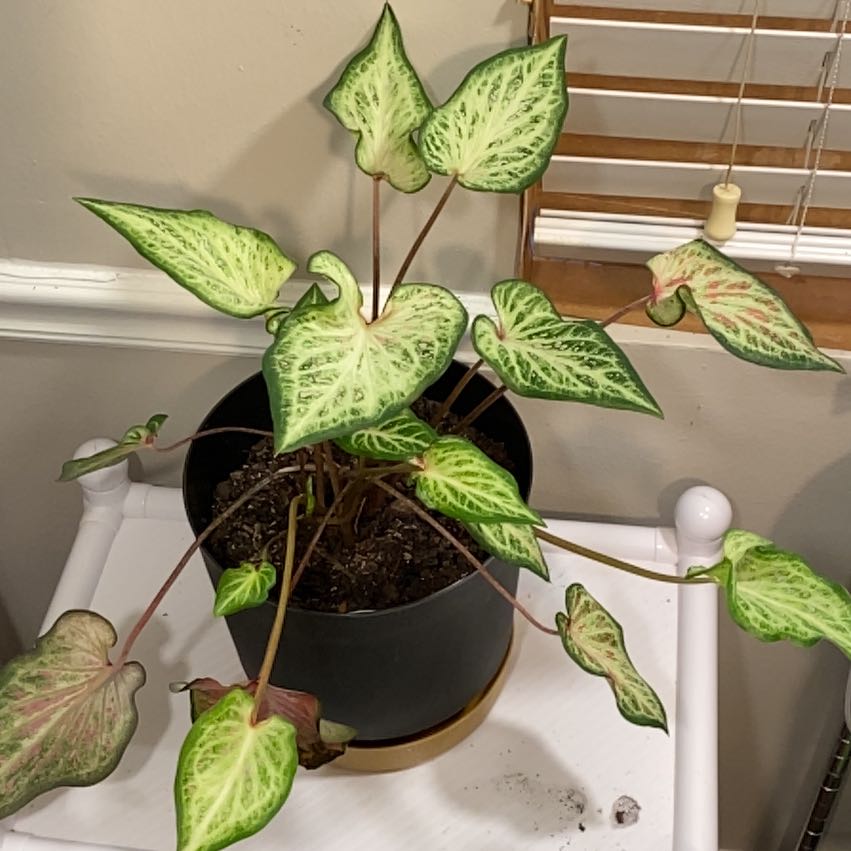 Photo of the plant species Solanum calidum by @DreamyLeadplant named Mollie on Greg, the plant care app