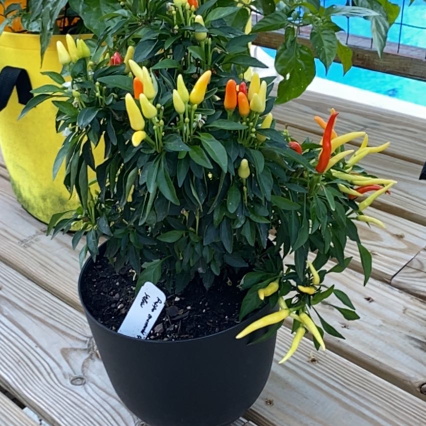 Photo of the plant species Hot Pops Yellow Ornamental Pepper by @DreamyLeadplant named Denali on Greg, the plant care app