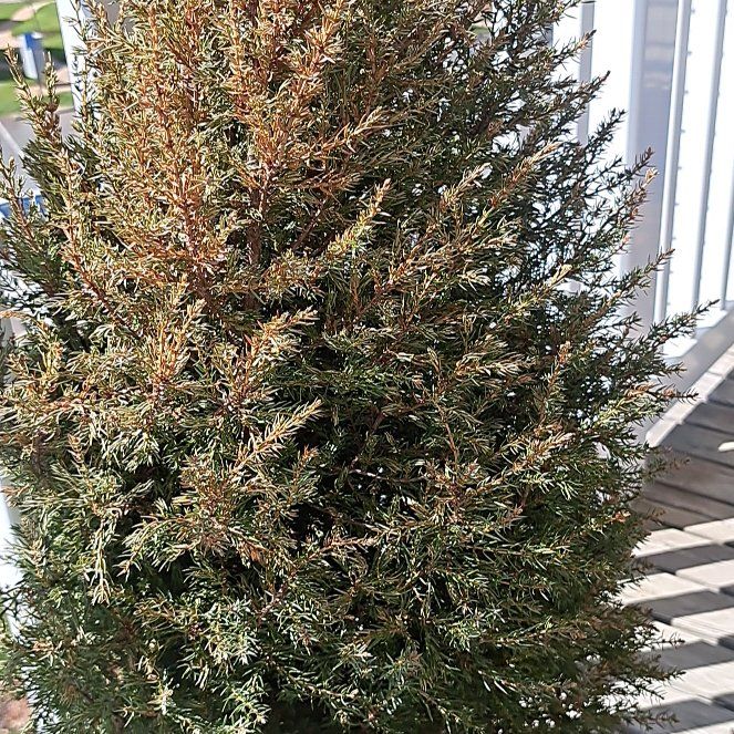 Photo of the plant species Gold Cone Juniper by @HotWolfsmilk61 named Tree Kenney on Greg, the plant care app