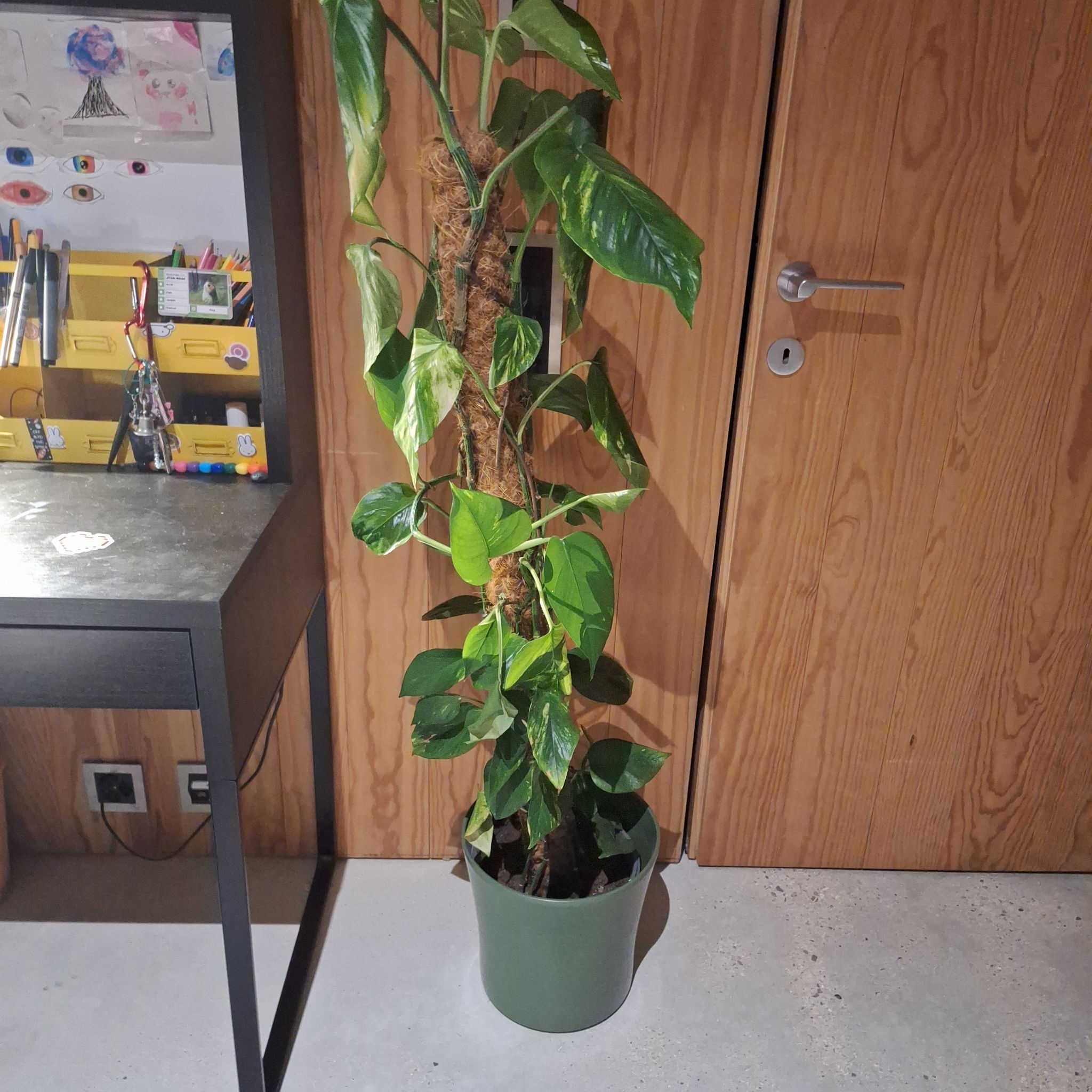 Photo of the plant species Harlequin Pothos by @KeenDamsii77 named Luna on Greg, the plant care app