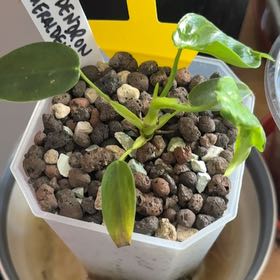 Photo of the plant species Philodendron esmeraldense by @MarkSzBa named Surya on Greg, the plant care app