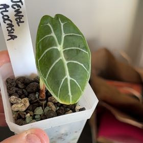 Photo of the plant species Elephant Ears by @MarkSzBa named Achilles on Greg, the plant care app