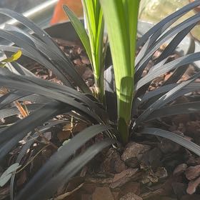 Photo of the plant species Xyris nigrescens by @MarkSzBa named Robert Plant on Greg, the plant care app