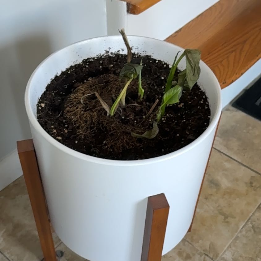 Peace Lily