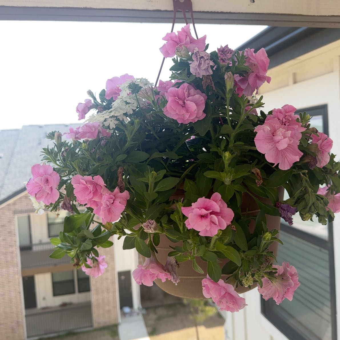 Photo of the plant species Calibrachoa Noa® by @TastyPinoak78 named Prince on Greg, the plant care app