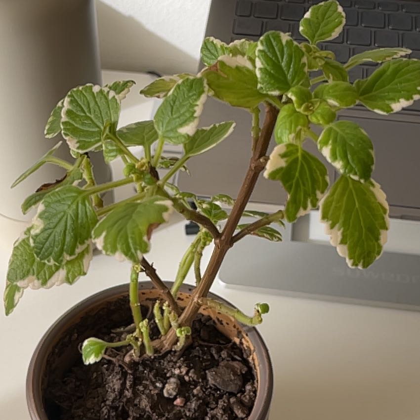 Photo of the plant species Swedish Ivy White Surf by @ZealRoseiflora named Incienso on Greg, the plant care app
