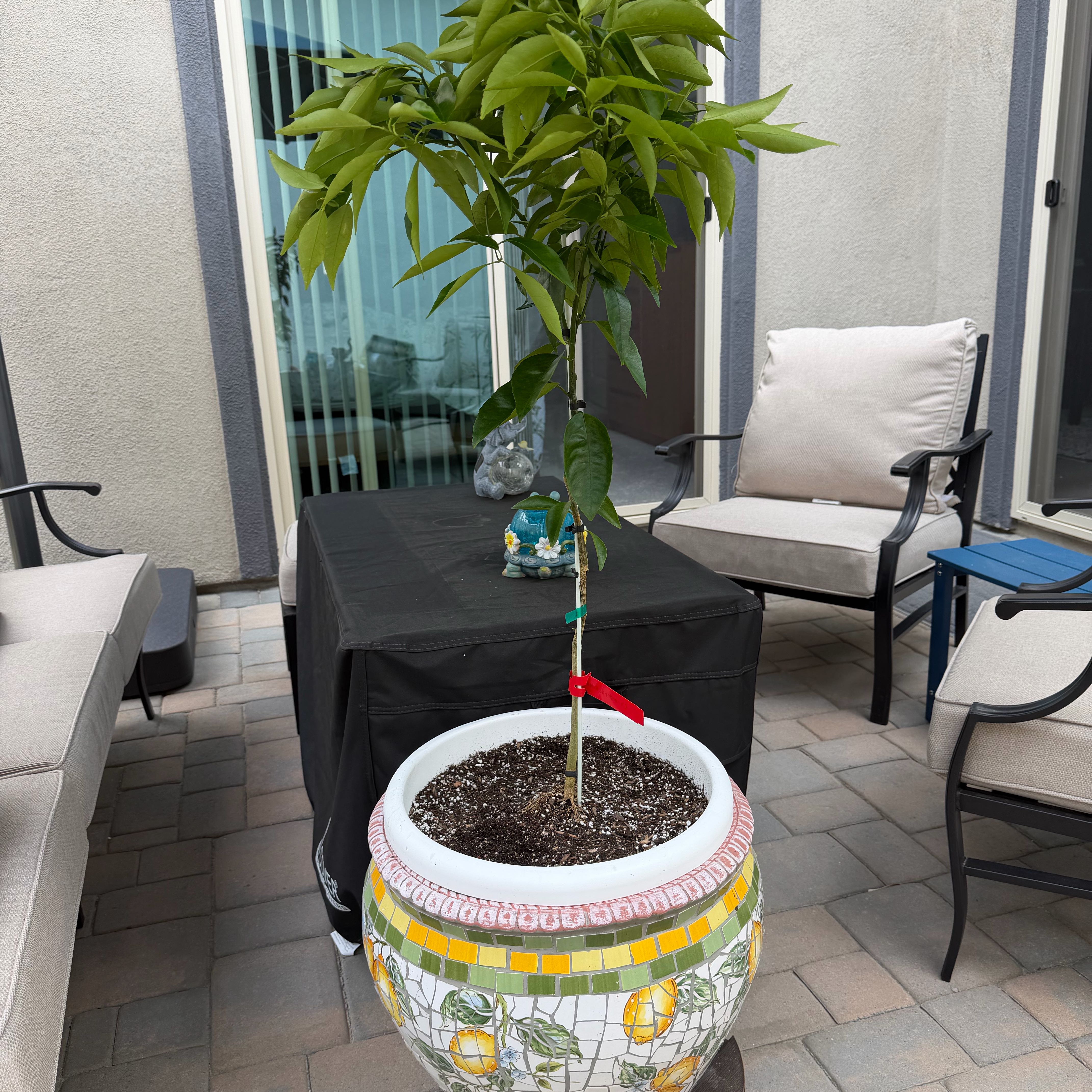 Photo of the plant species Nules Clementine by @ValidMistflower named Keanu Leaves on Greg, the plant care app