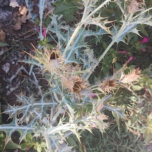 Photo of the plant species Bermuda Thistle by @ZanyTievine26 named Lola on Greg, the plant care app