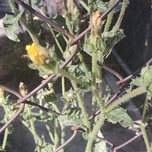 Photo of the plant species Bristly Oxtongue by @ZanyTievine26 named Orwell on Greg, the plant care app