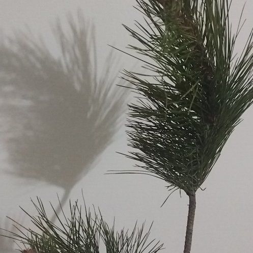 Photo of the plant species Cedros Island Pine by @ZanyTievine26 named Ronaldo on Greg, the plant care app