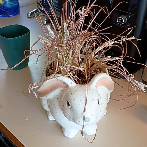 Photo of the plant species Dutch Crocus by @PetTitanarum20 named Elle on Greg, the plant care app