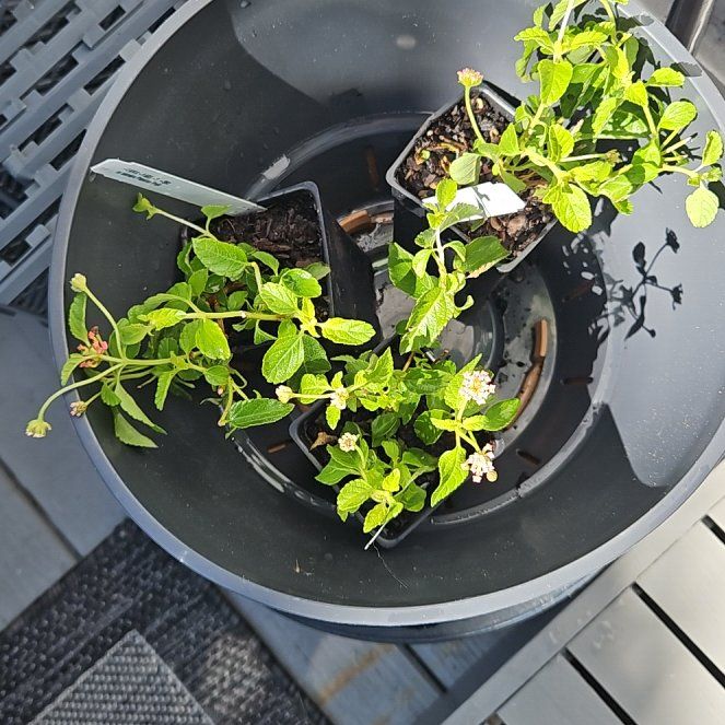 Photo of the plant species Lantana Camara by @GemGlows named Lantana on Greg, the plant care app
